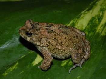 Media type: image;   Herpetology A-148091 Aspect: lateral